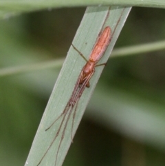 Tetragnatha sp. (genus) (Long-jawed spider) at Belconnen, ACT - 19 Jan 2017 by HarveyPerkins