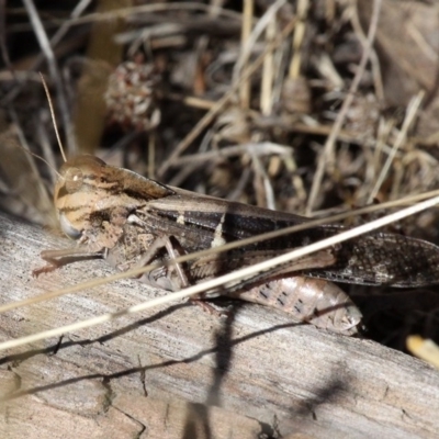 Gastrimargus musicus (Yellow-winged Locust or Grasshopper) at Dunlop, ACT - 11 Jan 2017 by HarveyPerkins