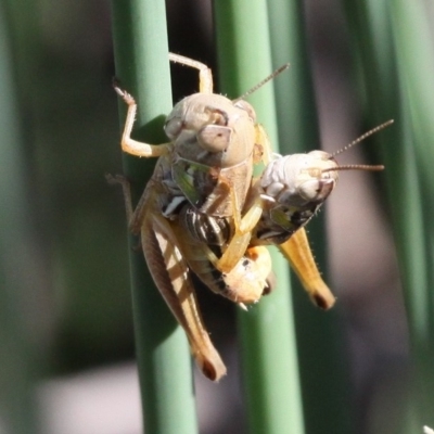 Praxibulus sp. (genus) (A grasshopper) at The Pinnacle - 11 Jan 2017 by HarveyPerkins