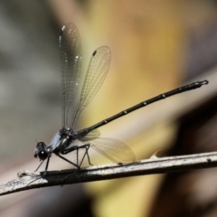 Austroargiolestes calcaris (Powdered Flatwing) at Lower Cotter Catchment - 2 Jan 2017 by HarveyPerkins