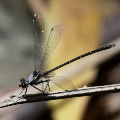 Austroargiolestes calcaris (Powdered Flatwing) at Lower Cotter Catchment - 2 Jan 2017 by HarveyPerkins