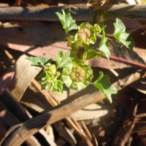 Malva parviflora at Reid, ACT - 27 Nov 2016