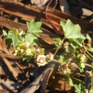 Malva parviflora at Reid, ACT - 27 Nov 2016 05:02 PM