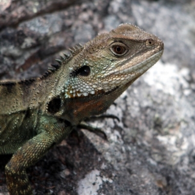 Intellagama lesueurii howittii (Gippsland Water Dragon) at Yambulla, NSW - 19 Jan 2017 by MichaelMcMaster