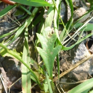 Goodenia pinnatifida at Reid, ACT - 17 Dec 2016