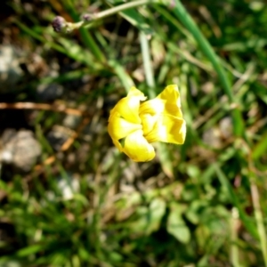 Goodenia pinnatifida at Reid, ACT - 17 Dec 2016