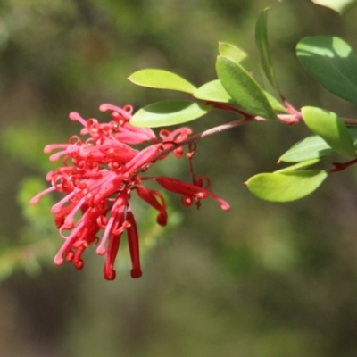 Grevillea parvula (Genoa Grevillea) at Yambulla, NSW - 19 Jan 2017 by MichaelMcMaster