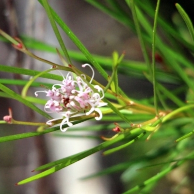 Grevillea neurophylla subsp. fluviatilis (Granite Grevillea) at Yambulla, NSW - 19 Jan 2017 by MichaelMcMaster