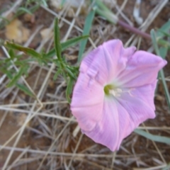 Convolvulus angustissimus subsp. angustissimus (Australian Bindweed) at City Renewal Authority Area - 10 Jan 2017 by JanetRussell