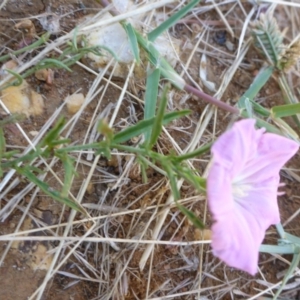 Convolvulus angustissimus subsp. angustissimus at Reid, ACT - 10 Jan 2017