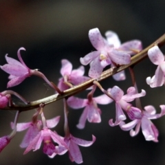 Dipodium roseum (Rosy Hyacinth Orchid) at Nadgee, NSW - 19 Jan 2017 by MichaelMcMaster