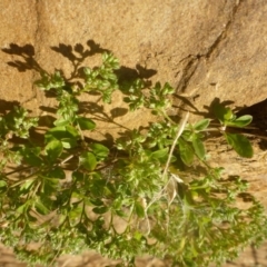 Polycarpon tetraphyllum (Four-leaf Allseed) at Reid, ACT - 27 Nov 2016 by JanetRussell