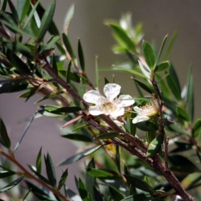 Leptospermum scoparium (Tea Tree) at Yambulla, NSW - 19 Jan 2017 by MichaelMcMaster