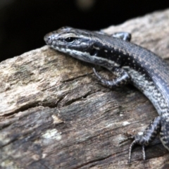 Eulamprus heatwolei (Yellow-bellied Water Skink) at Nadgee, NSW - 19 Jan 2017 by MichaelMcMaster