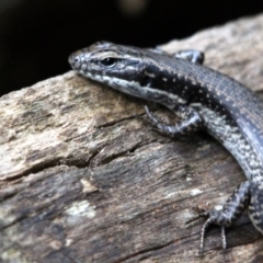 Eulamprus heatwolei (Yellow-bellied Water Skink) at Nadgee, NSW - 19 Jan 2017 by MichaelMcMaster