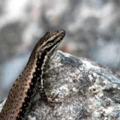 Eulamprus heatwolei (Yellow-bellied Water Skink) at Yambulla, NSW - 19 Jan 2017 by MichaelMcMaster