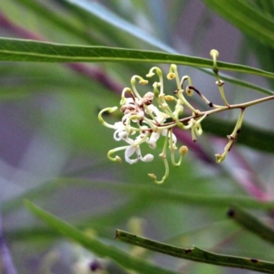 Lomatia myricoides (River Lomatia) at Yambulla, NSW - 19 Jan 2017 by MichaelMcMaster