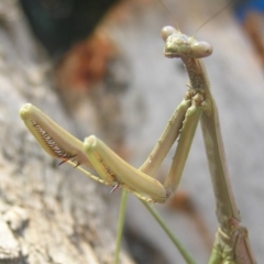 Archimantis sp. (genus) (Large Brown Mantis) at Kambah, ACT - 21 Jan 2017 by MatthewFrawley