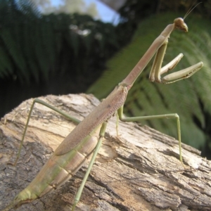 Archimantis sp. (genus) at Kambah, ACT - 21 Jan 2017