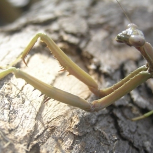 Archimantis sp. (genus) at Kambah, ACT - 21 Jan 2017