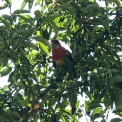 Platycercus eximius (Eastern Rosella) at Forde, ACT - 21 Jan 2017 by Rachel