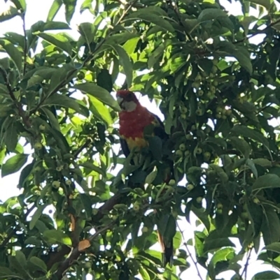 Platycercus eximius (Eastern Rosella) at Forde, ACT - 21 Jan 2017 by Rachel