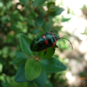 Scutiphora pedicellata at Hawker, ACT - 19 Dec 2016 12:18 PM