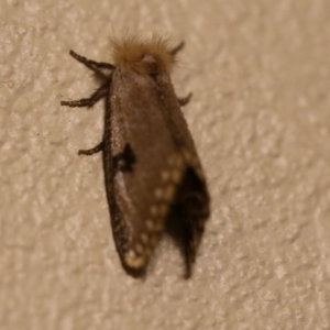 Epicoma contristis at O'Connor, ACT - 6 Jan 2017 10:28 PM