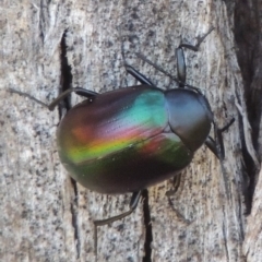 Chalcopteroides cupripennis (Rainbow darkling beetle) at Pine Island to Point Hut - 10 Dec 2016 by michaelb