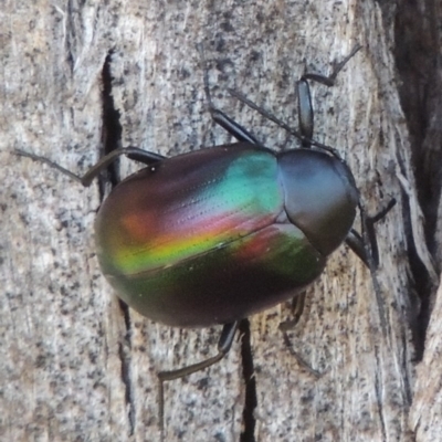 Chalcopteroides cupripennis (Rainbow darkling beetle) at Pine Island to Point Hut - 10 Dec 2016 by michaelb