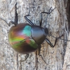 Chalcopteroides cupripennis at Bonython, ACT - 10 Dec 2016 07:12 PM