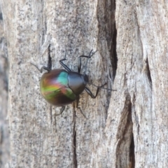 Chalcopteroides cupripennis at Bonython, ACT - 10 Dec 2016