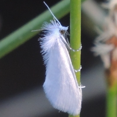 Tipanaea patulella (A Crambid moth) at Pine Island to Point Hut - 10 Dec 2016 by michaelb