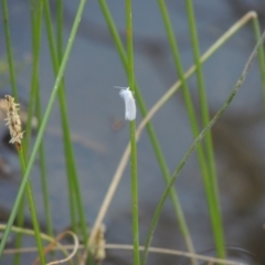 Tipanaea patulella at Bonython, ACT - 10 Dec 2016