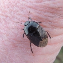 Cydnidae (family) at Pine Island to Point Hut - 10 Dec 2016