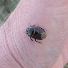 Cydnidae (family) at Pine Island to Point Hut - 10 Dec 2016