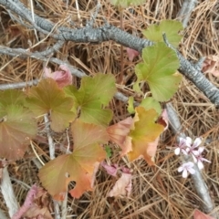 Pelargonium australe at Isaacs, ACT - 22 Jan 2017 07:47 AM