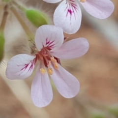 Pelargonium australe at Isaacs, ACT - 22 Jan 2017 07:47 AM