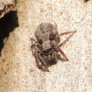 Servaea sp. (genus) at Conder, ACT - 17 Dec 2016