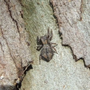 Servaea sp. (genus) at Conder, ACT - 17 Dec 2016