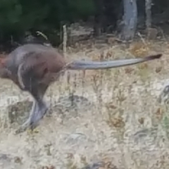 Notamacropus rufogriseus (Red-necked Wallaby) at Isaacs, ACT - 18 Jan 2017 by Mike