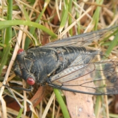 Psaltoda moerens (Redeye cicada) at Phillip, ACT - 19 Jan 2017 by Alison Milton
