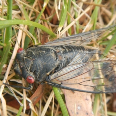 Psaltoda moerens (Redeye cicada) at Phillip, ACT - 19 Jan 2017 by AlisonMilton