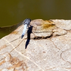 Orthetrum caledonicum at Canberra Central, ACT - 21 Jan 2017