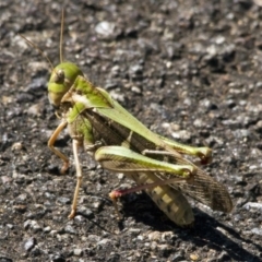 Gastrimargus musicus (Yellow-winged Locust or Grasshopper) at Acton, ACT - 21 Jan 2017 by AlisonMilton