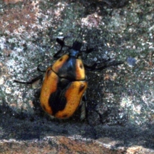 Chondropyga dorsalis at Acton, ACT - 21 Jan 2017