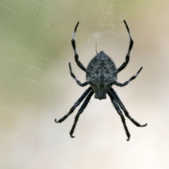 Hortophora transmarina (Garden Orb Weaver) at ANBG - 21 Jan 2017 by Alison Milton