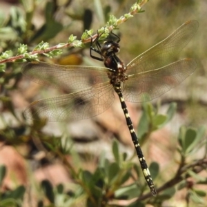 Synthemis eustalacta at Rendezvous Creek, ACT - 22 Jan 2017 01:03 PM