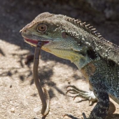 Intellagama lesueurii howittii (Gippsland Water Dragon) at ANBG - 21 Jan 2017 by AlisonMilton