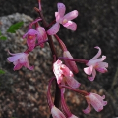 Dipodium roseum (Rosy Hyacinth Orchid) at Rendezvous Creek, ACT - 21 Jan 2017 by JohnBundock